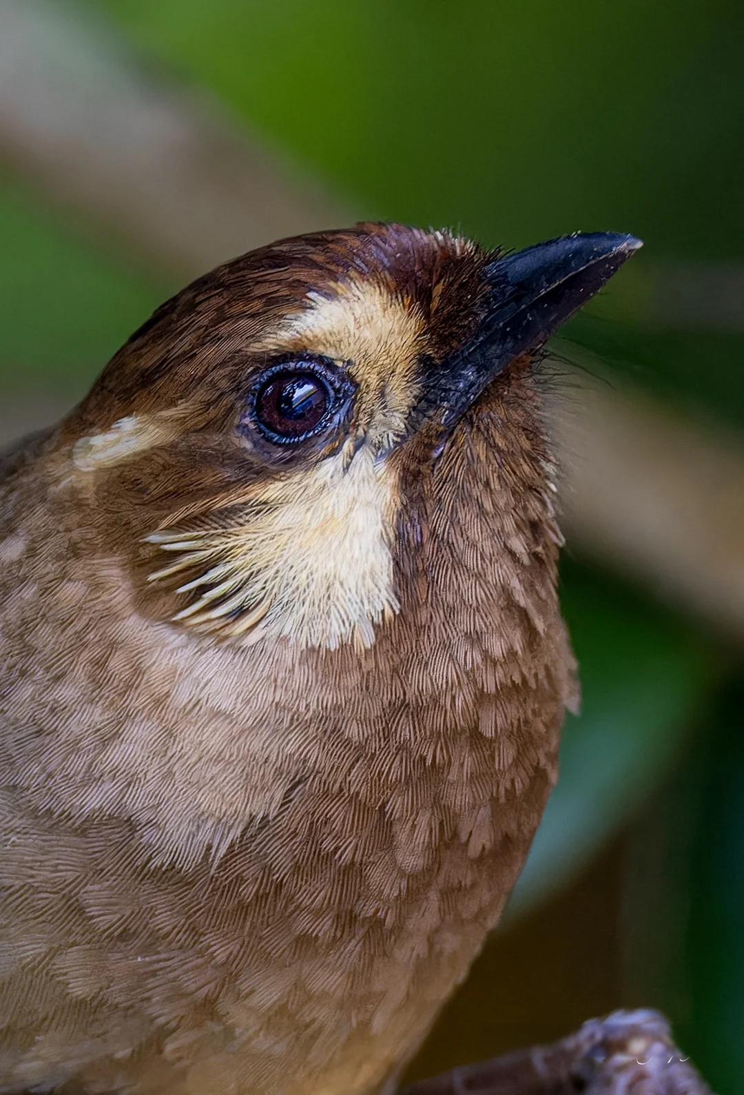 关于?頰?的信息